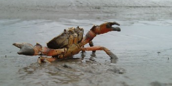 Portrait de Mikael BRIOLET